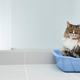 Illustration for article titled Creature That Craps In Box Too Fancy For Dry Food